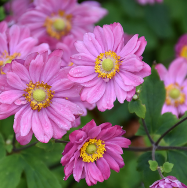 anemone_hyb_pamina.jpg.png