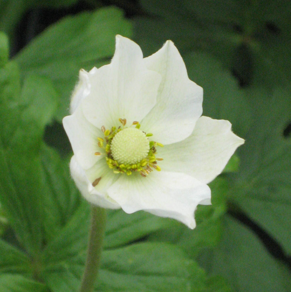anemone snowdrop a.jpg