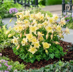 aquilegia early yellow.png