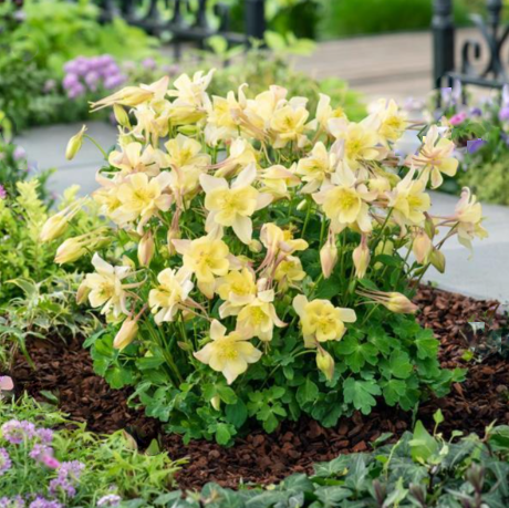 aquilegia early yellow.png