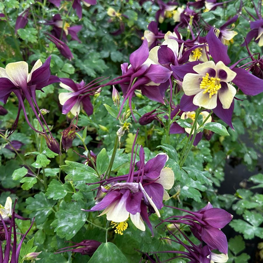 aquilegia earlybird purple yellow.jpg