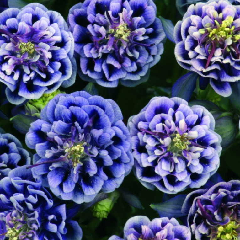 aquilegia_winky_blue_&_white.png