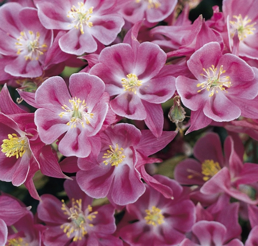 aquilegia_winky_rose-rose_.jpg