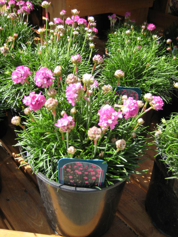 armeria splendens 1 gal.jpg