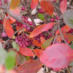 aronia_berry_scape_1-ccpw.jpg