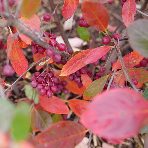 aronia_berry_scape_1-ccpw.jpg