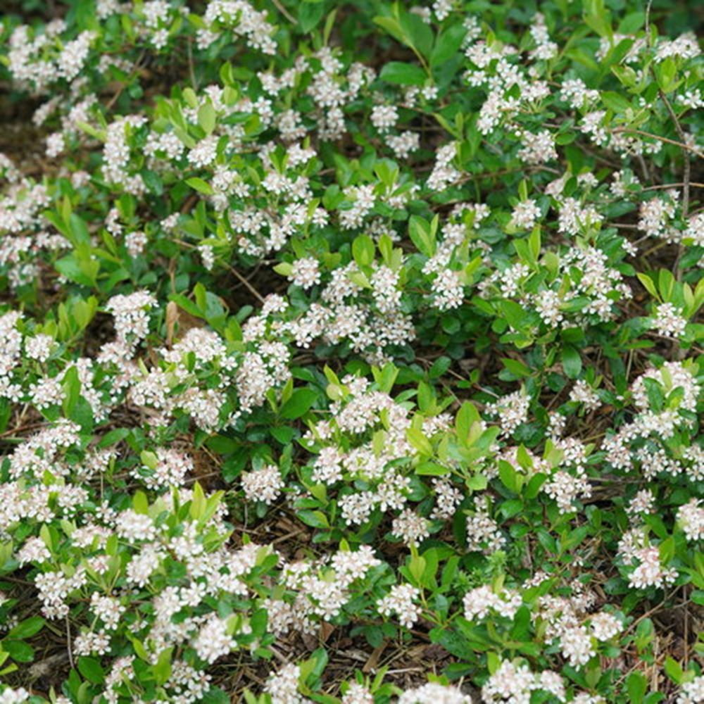 aronia ground hug.jpg