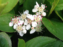 aronia_low_scape_mound[1].jpg