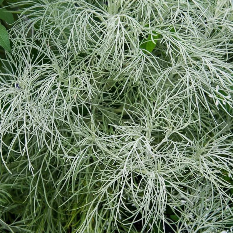 artemesia_makana_.jpg