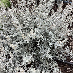artemisia garden ghost.jpg