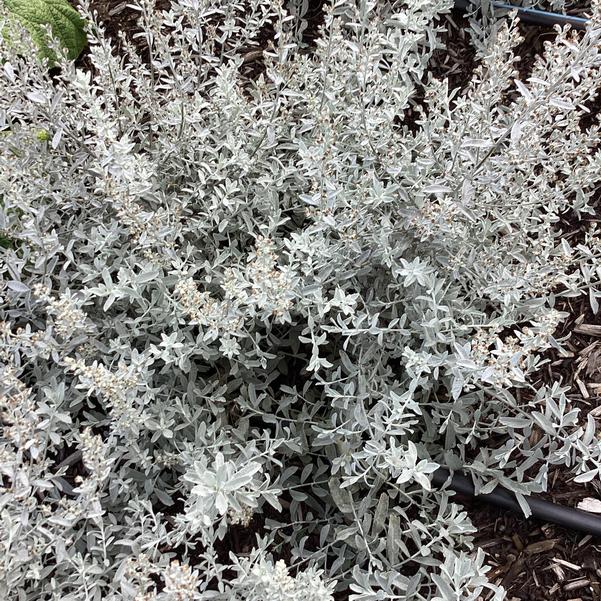 artemisia garden ghost.jpg
