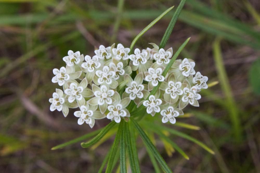 asclepias_verticillata.jpg