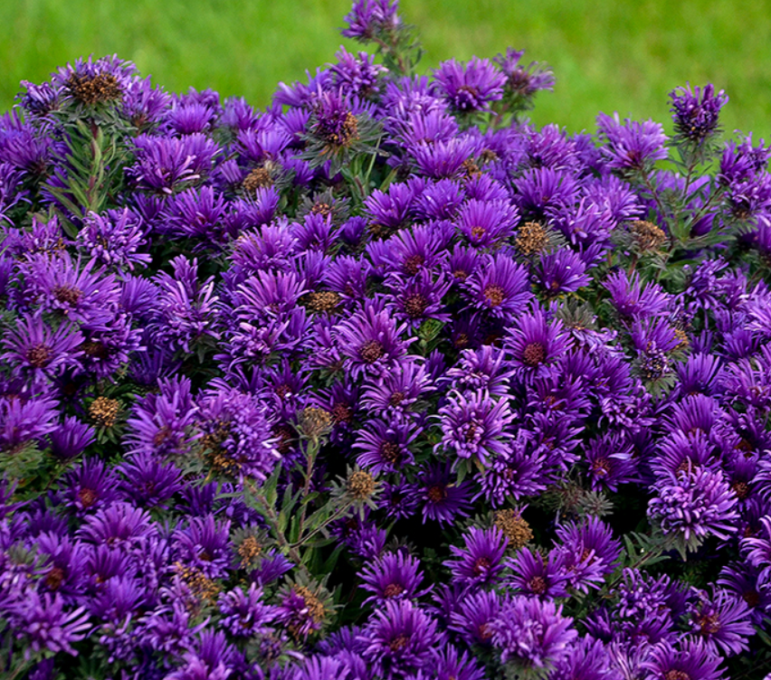 aster-grape_crush.png