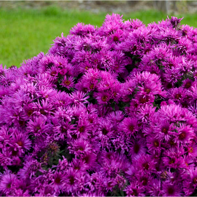 aster-pink_crush.png