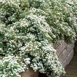 aster ericoides snow flurry.jpg