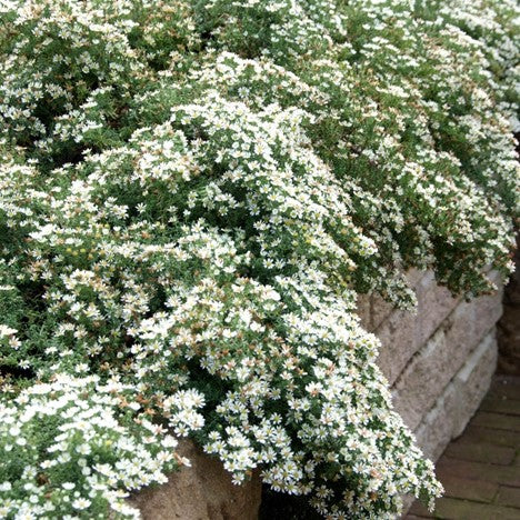 aster ericoides snow flurry.jpg