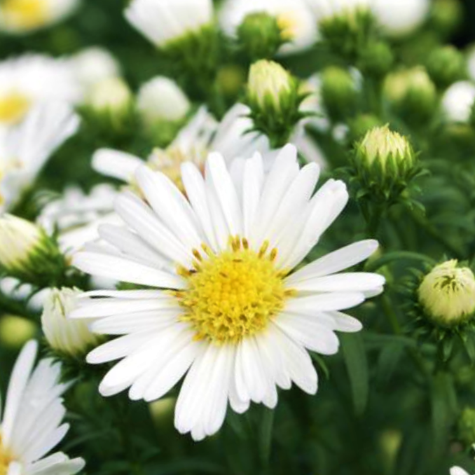 aster_puff_white_.jpg