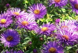 aster purple dome.jpg