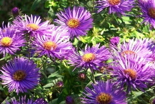 aster purple dome.jpg