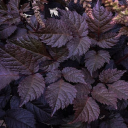 astilbe_chocolate_shogun[1].jpg