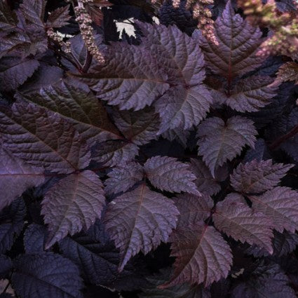astilbe_chocolate_shogun[1].jpg