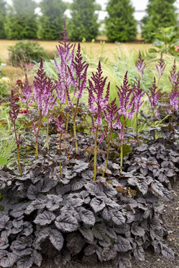 astilbe_dark_side_of_the_moon_apj22_4.jpg