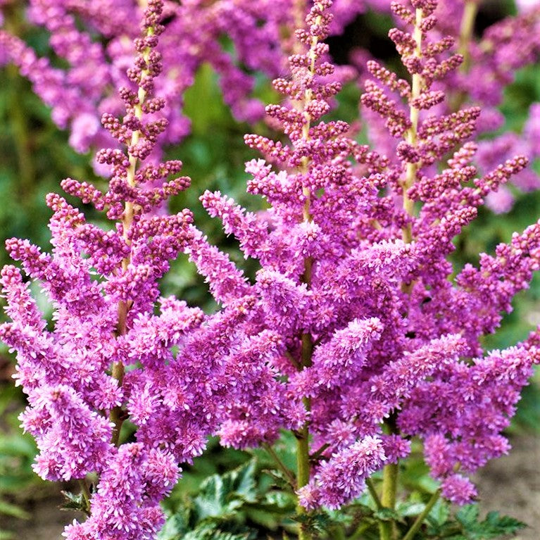 astilbe_little_visions-purple.jpg