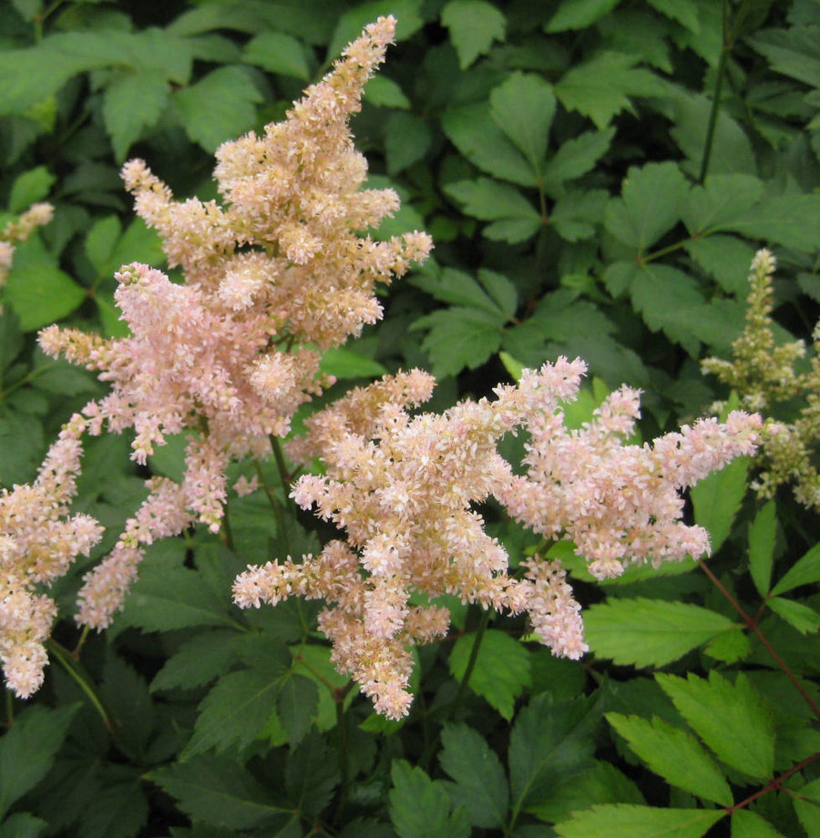 astilbe peach blossom.jpg