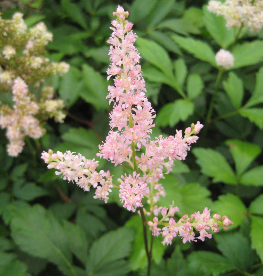 astilbe rheinland pink.jpg