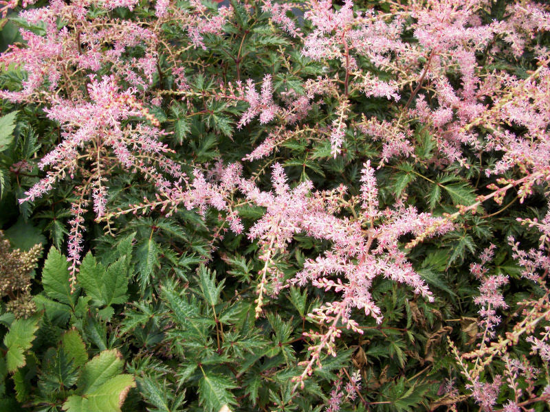 astilbe sprite a.jpg