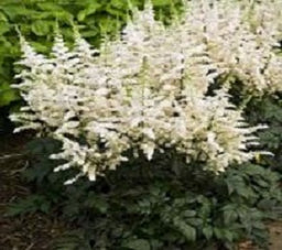 astilbe_visions_in_white.jpg