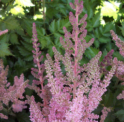 astilbe visions pink.jpg