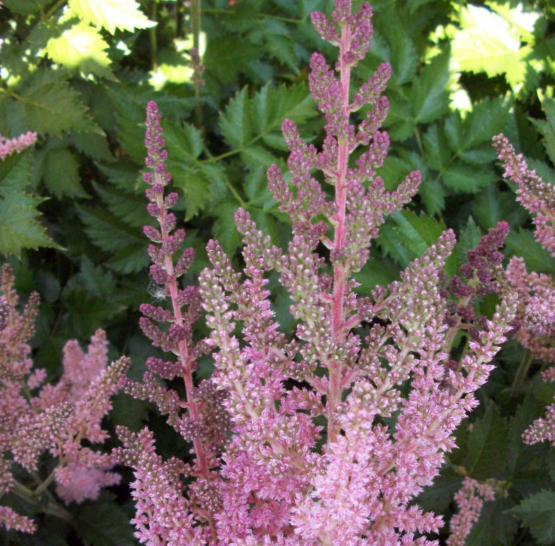 astilbe visions pink.jpg