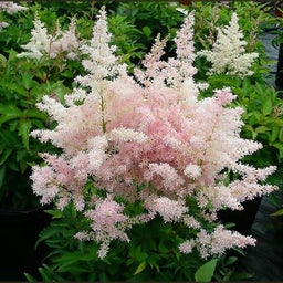 astilbe_younique_silverypink[1].jpg