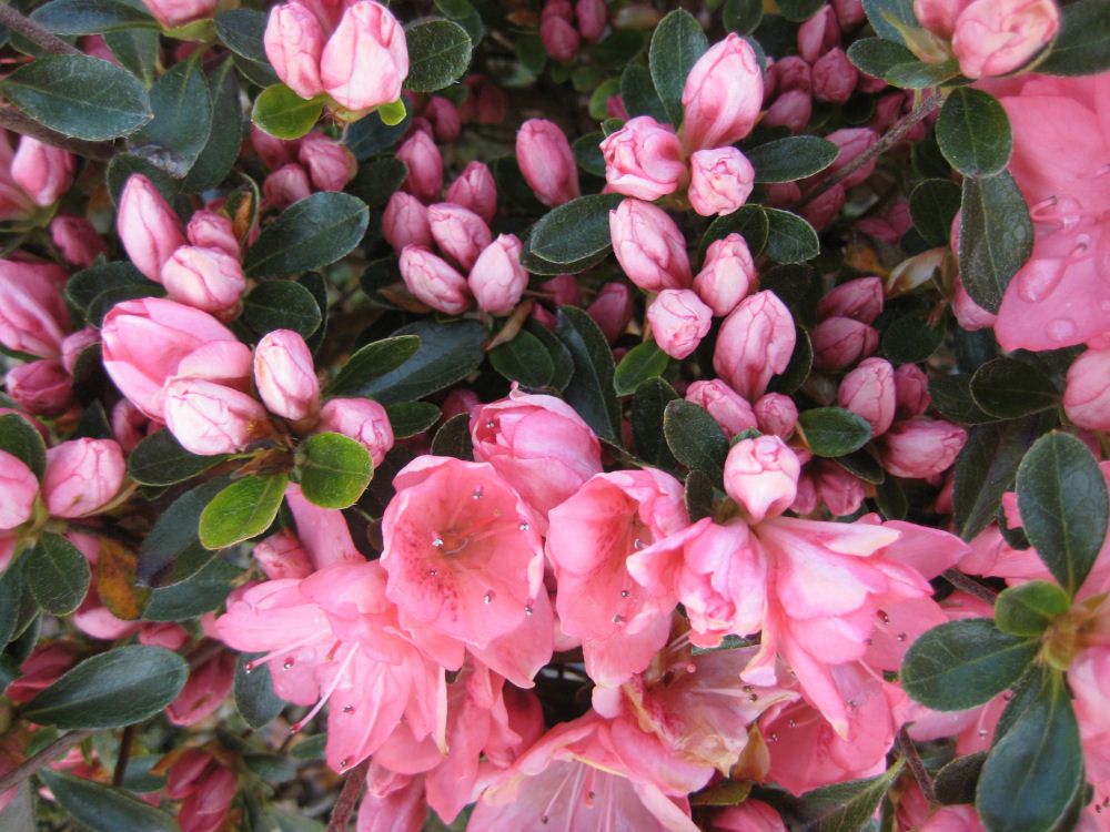 azalea blaaus pink flwr b.jpg