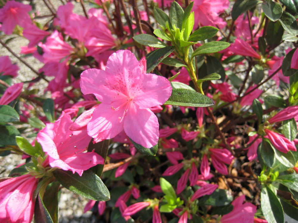 azalea boudoir flwr.jpg