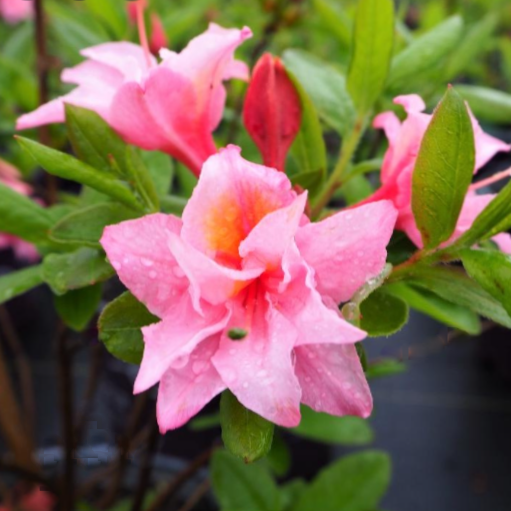 azalea_electric_lights_double_pink.png