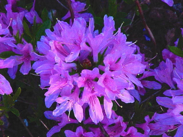 azalea exb orchid lights.jpg