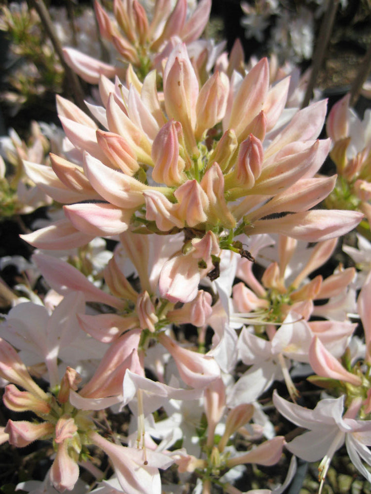 azalea exb white lights flower.jpg