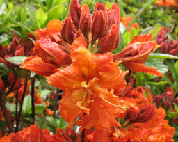azalea_exbury_gibraltar.jpg