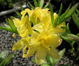 azalea_exbury_lemon_lights.jpg