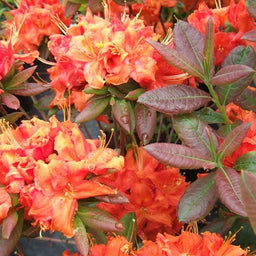 azalea_fireball_.jpg