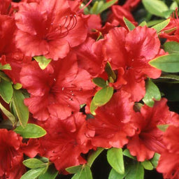 azalea_girards_scarlet[1].jpg