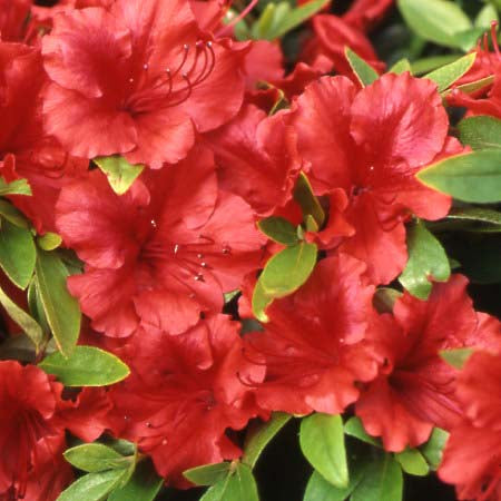 azalea_girards_scarlet[1].jpg