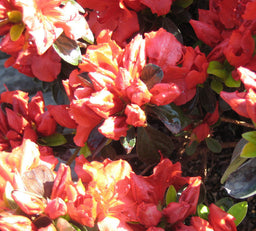 azalea girrards crimson flwr.jpg