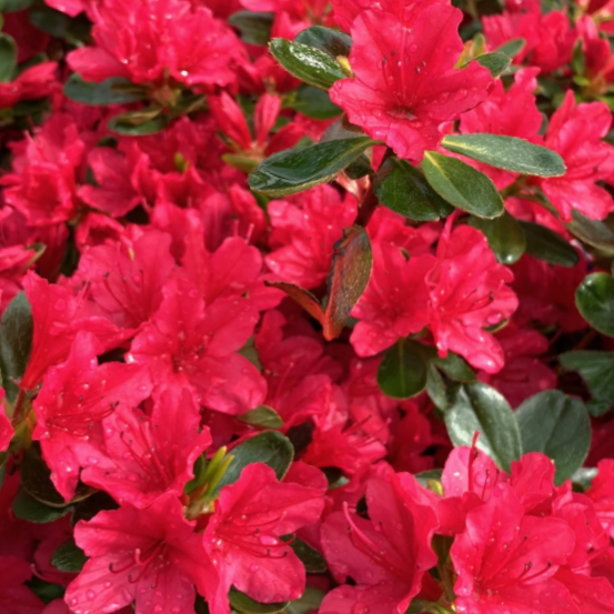 azalea_hino_crimson_.jpg
