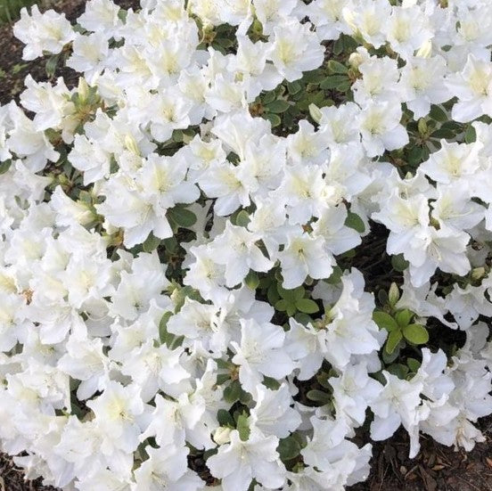 azalea_hino_white_.jpg