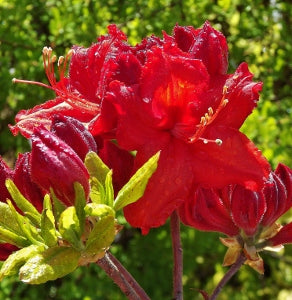 azalea_kings_red.jpg