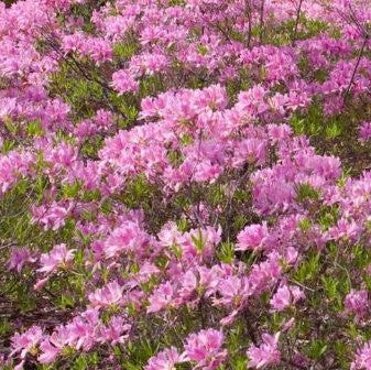azalea lilac light 2.jpg