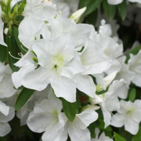 azalea_pleasanet_white.jpg.png